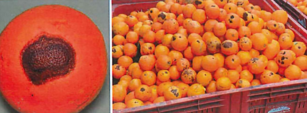 I sintomi di antracnosi possono comparire anche in magazzino